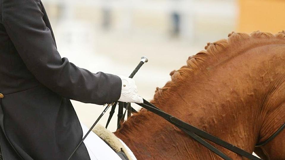 Vašáryové nedělní starty s mladými koňmi při CDN