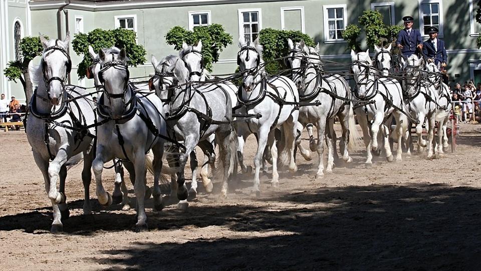 Blíží se letošní Den starokladrubského koně