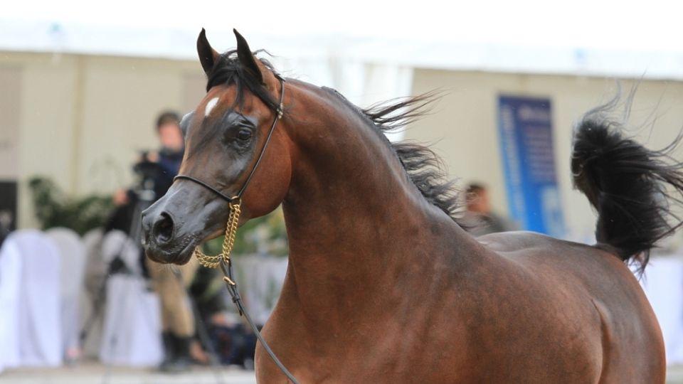 Výstava arabských koní Prague Intercup se blíží