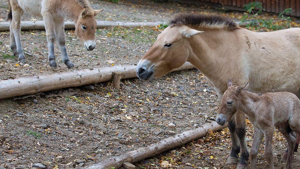 Zoo Praha má další mládě koně Převalského