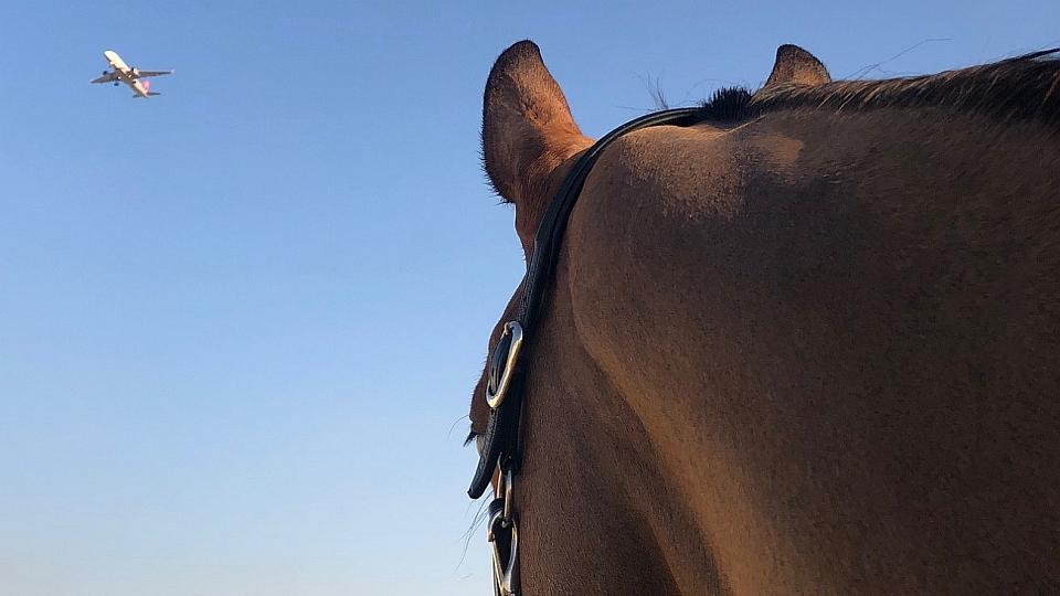 Anna Kellnerová uzavře tour po Emirátech v Sharjah se čtveřicí koní