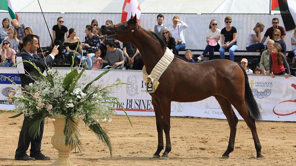 Prague Intercup: Po Letné se procházeli nejkrásnější koně světa