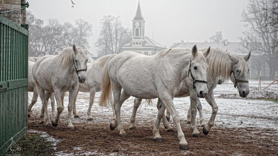 Zimní království starokladrubských koní. Tradiční Vánoce v hřebčíně