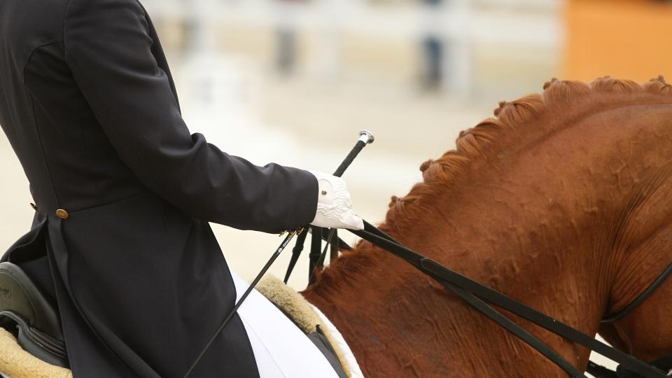 MS 2020: Mladí drezurní koně se po pěti letech představí ve Verdenu