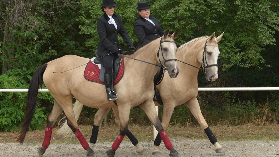 Zlatí koně Kinští se premiérově prezentují během veletrhu For Horse