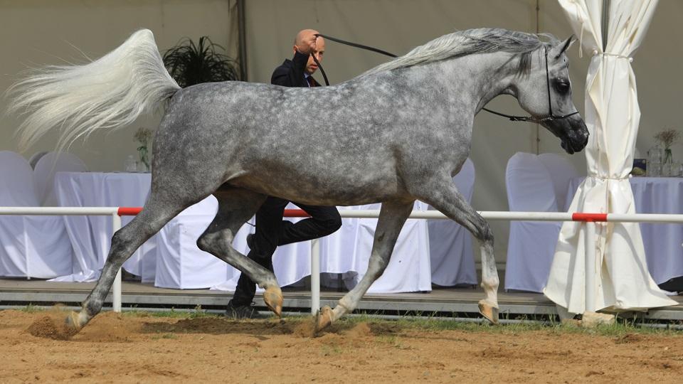 Nejkrásnější koně světa se sejdou v polovině září ve Velké Chuchli