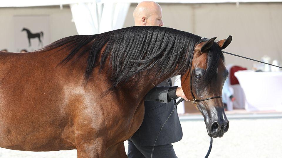 Ušlechtilá elegance Arabů. Nejkrásnější koně světa se sešli v Chuchli