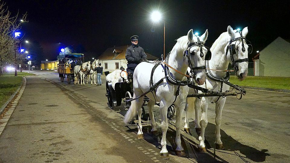 Starokladrubští koně z Národního hřebčína přivezli do ulic koledy