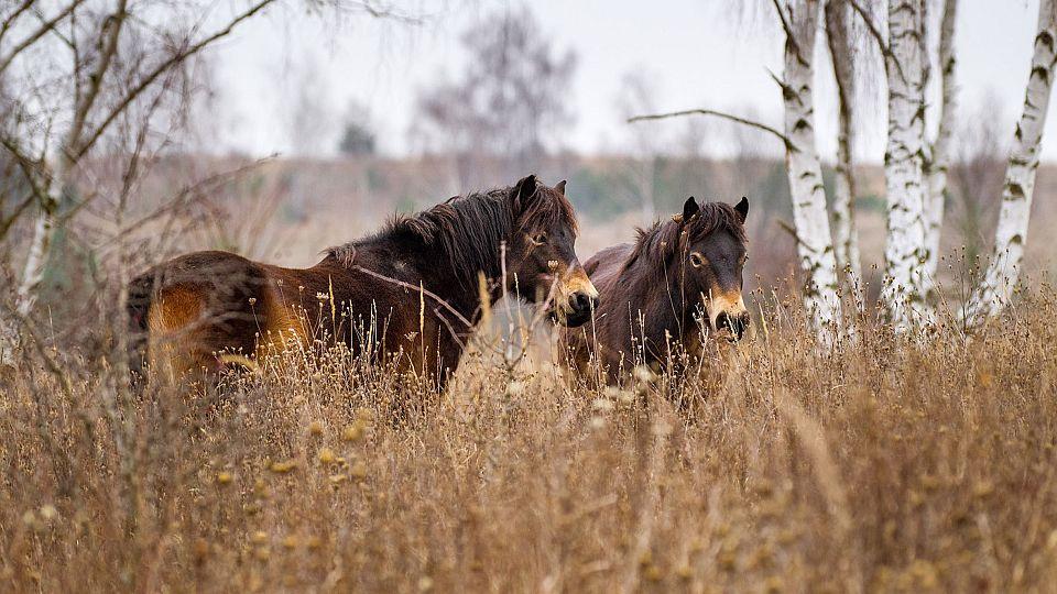 Devět rezervací za šest let. Exmoorští pony již v Česku zdomácněli