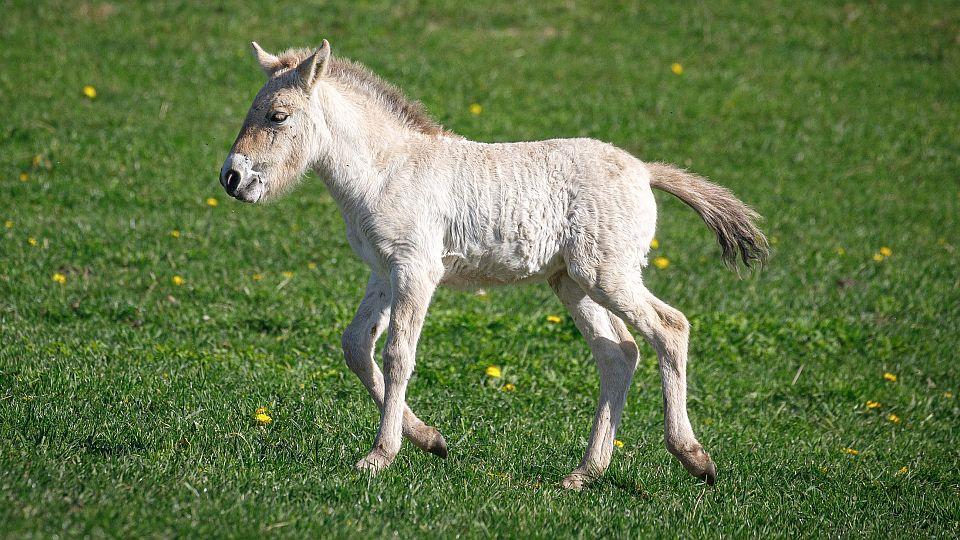 Stěhování koní Převalského z Troji. Boom hříbat v Dolním Dobřejově
