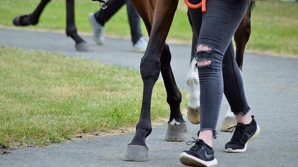 Záměna koní v Irsku. Místo dvouleté debutantky běžela tříletá vítězka