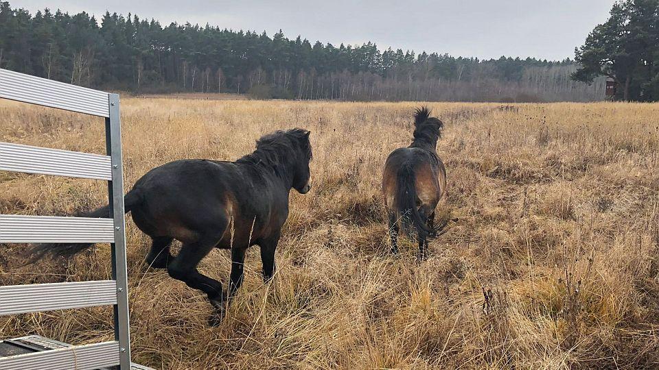 Takzvaní divocí koně osídlili mokřadní louky u Nýřan v Plzeňském kraji