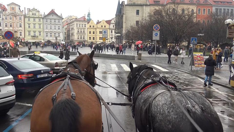 Trpí koně fiakristů v centru Prahy? Veterinární kontroly to vyvrací