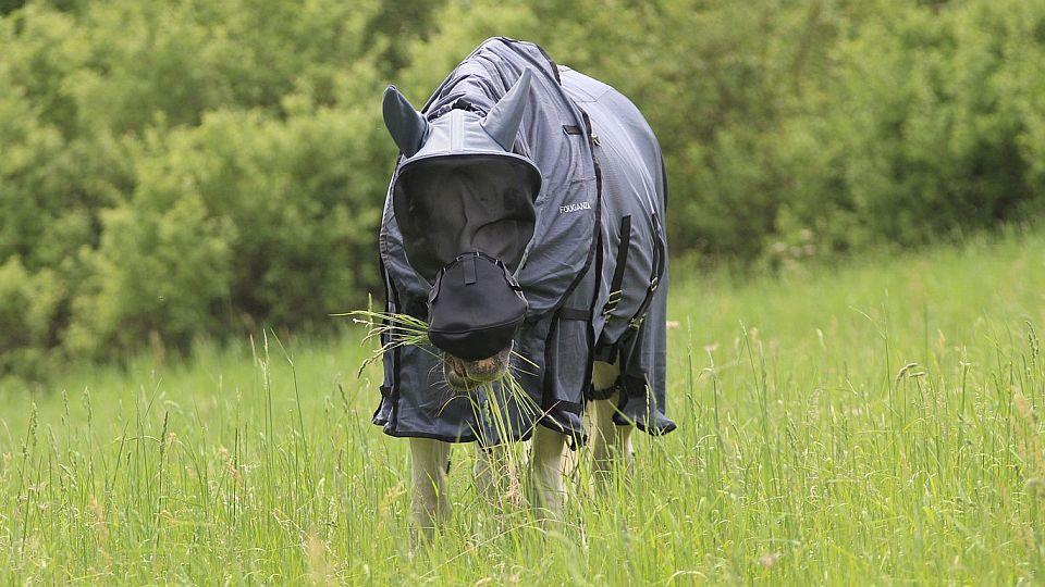 Nepronikne ani muška. Test ochrany koní proti hmyzu od Decathlonu