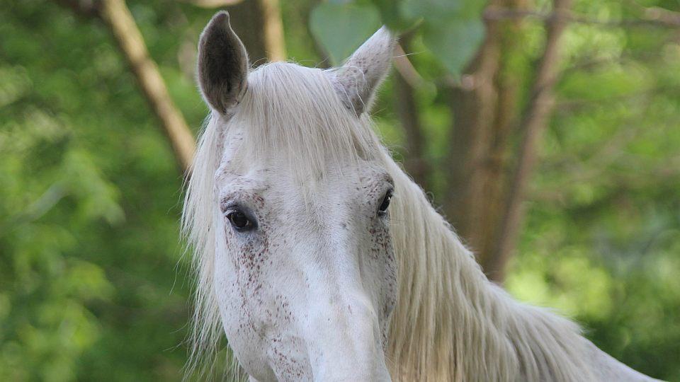 Hrozí kolaps péče o koně? Otevřený dopis severočeských veterinářek