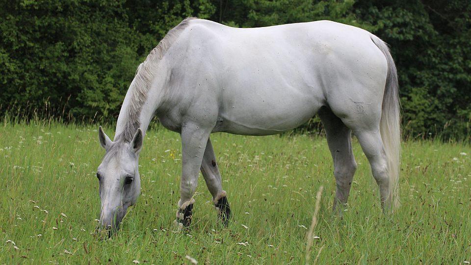 Jak nahlížet na životní pohodu koní? Welfare má pět definovaných domén