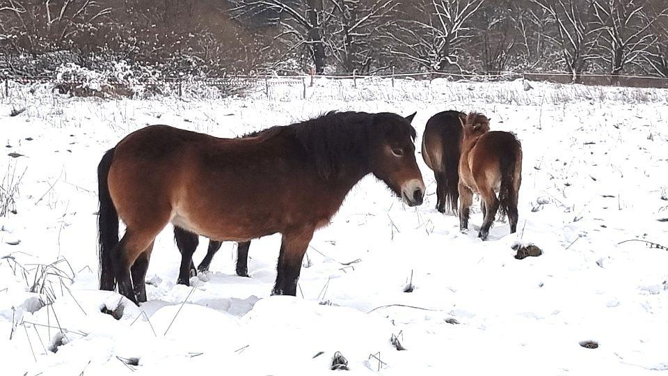 Míst, kde se pasou exmoorští pony, přibývá. Jsou i v Libereckém kraji