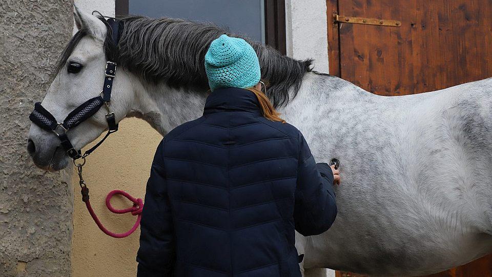 Co dělat před koupí koně: Jen čistý rentgen bez dalších vyšetření nestačí