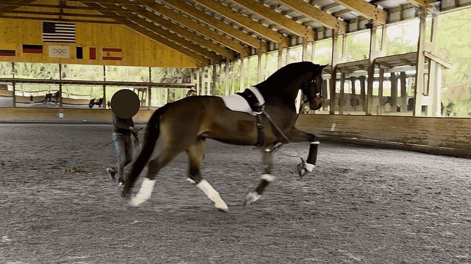 Olympionik Cesar Parra čelí obvinění z týrání koní. Kauzu řeší i v Německu
