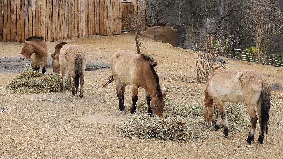 Zoo Praha je v chovu koní Převalského úspěšná. Aktuálně má 38 jedinců