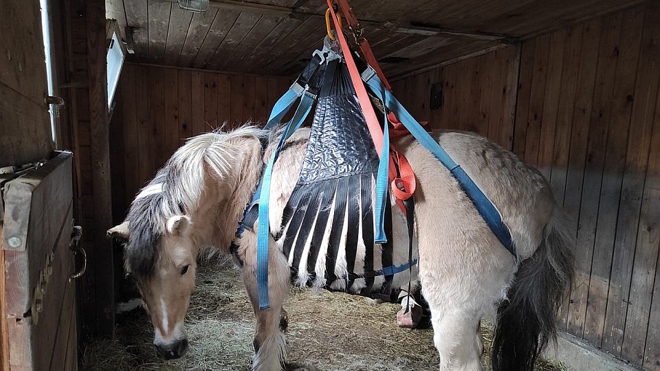 Hasiči za pomoci záchranné sítě pomohli v Mikulášovicích koni na nohy