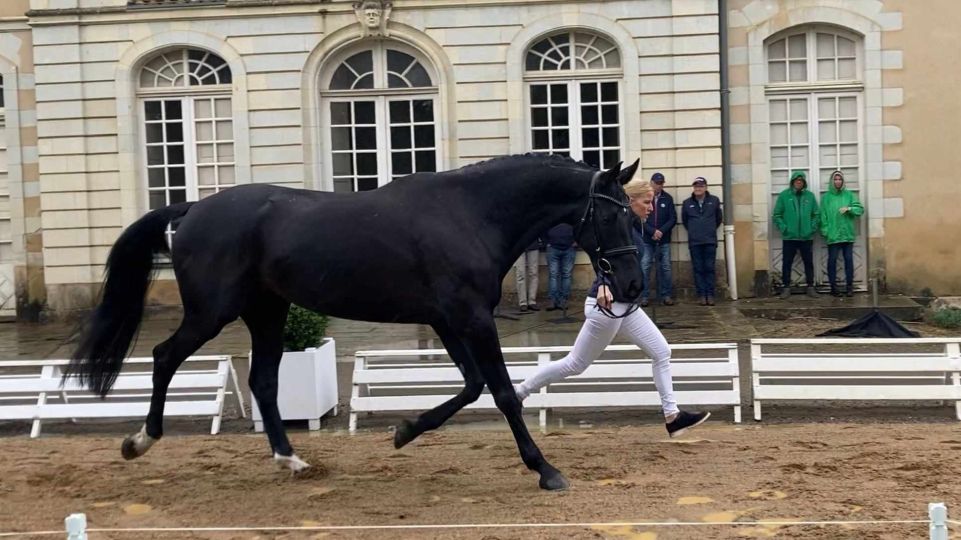 Čeští koně prošli úspěšně přejímkou na MS ve všestrannosti ve Francii