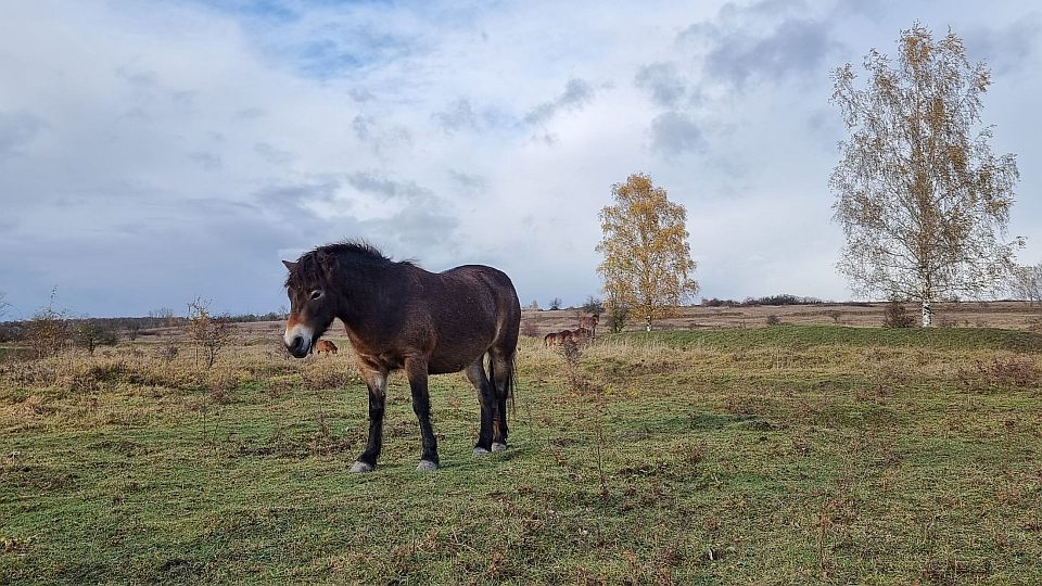 U Aše vznikla nová rezervace pro exmoorské koně. Je v lokalitě Štítary