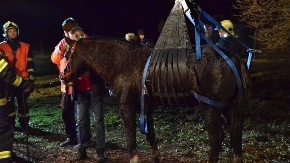 Veřejná sbírka Záchranné sítě pro koně končí