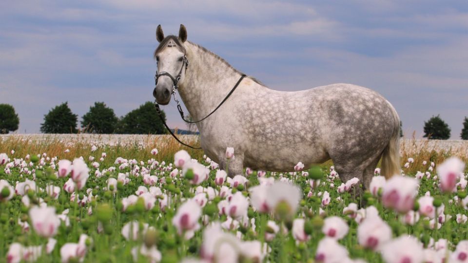 Známe vítězné snímky z fotosoutěže Rok s koňmi