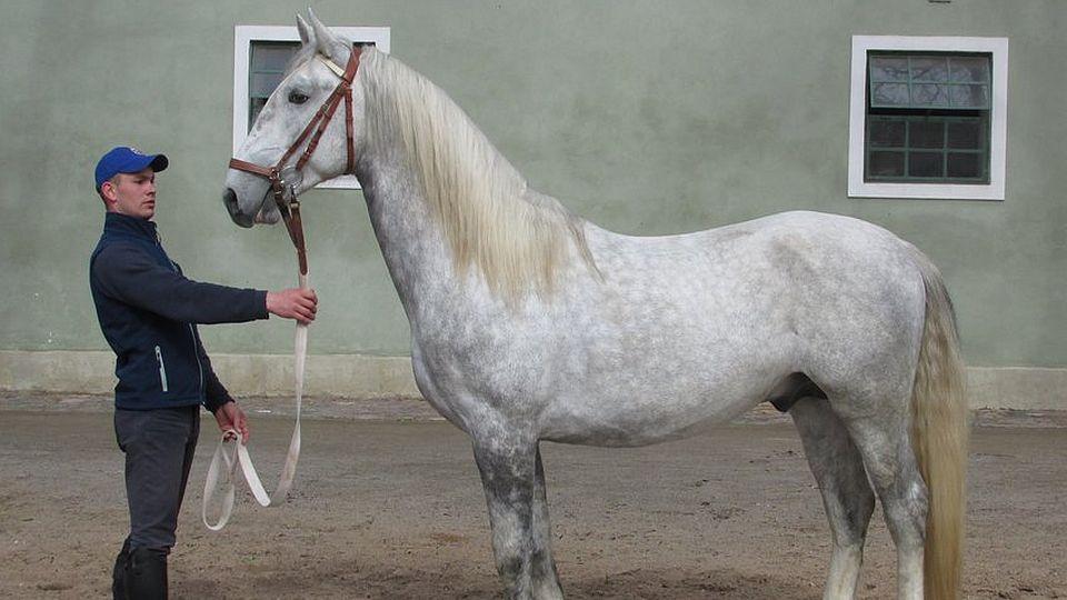 Další starokladrubák pro královské stáje v Dánsku