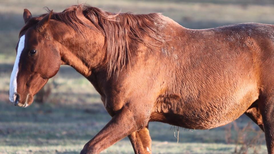 Dvacítka zabavených koní našla v aukci majitele