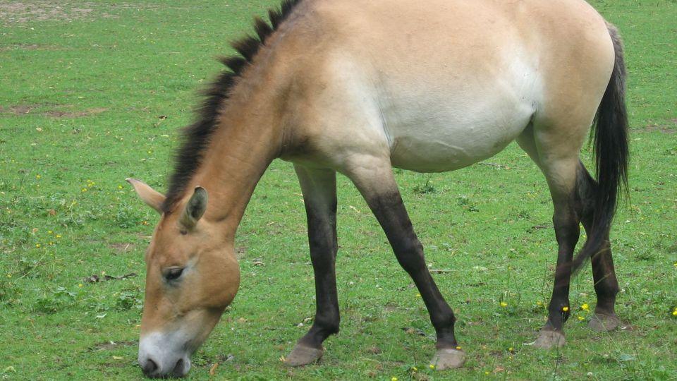 Kůň Převalského není jako Mustang