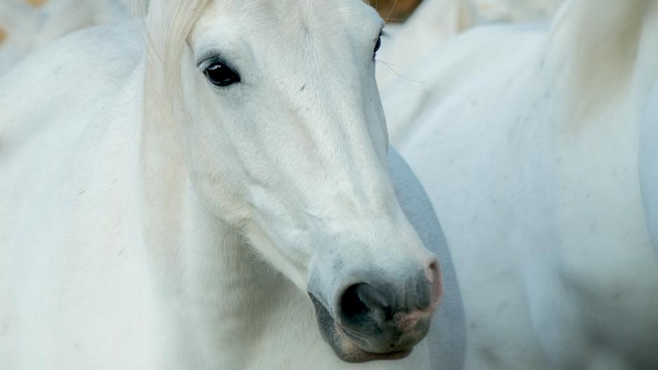 ikonka