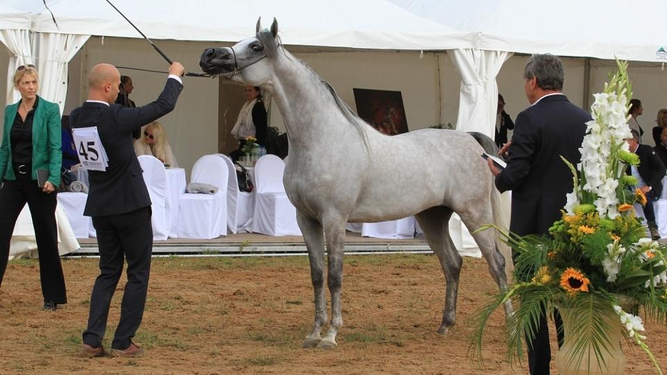 Arabští koně opět na Letné