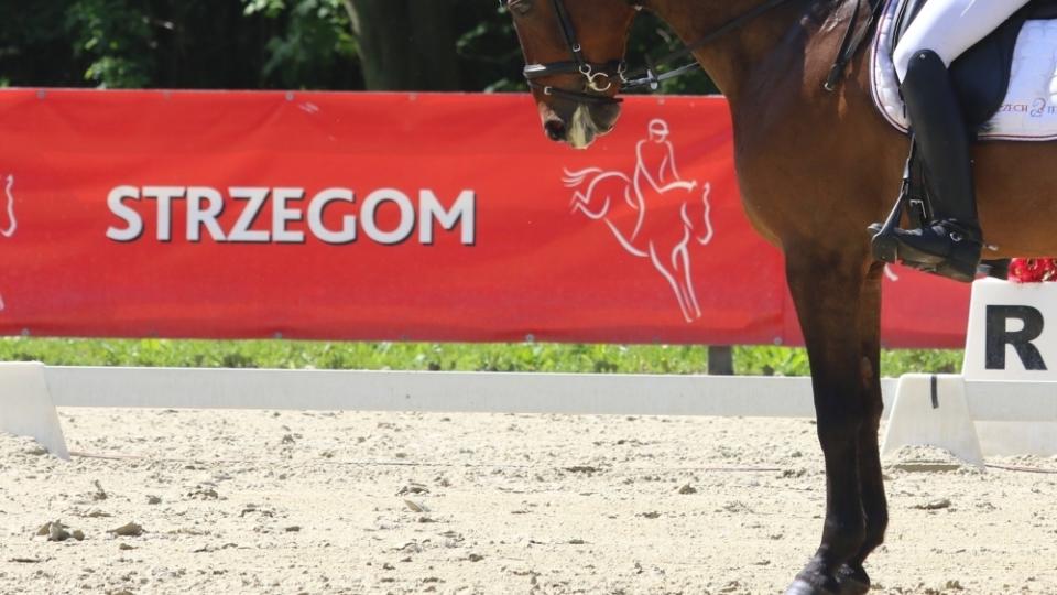 CICO Strzegom po drezuře vedou Francouzi