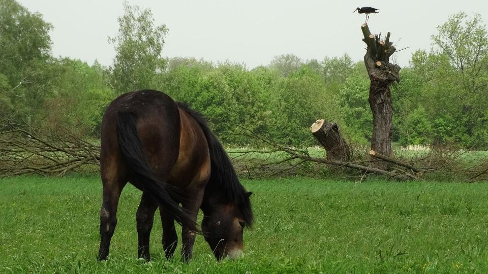 Divocí koně ve východních Čechách pomohli přírodě