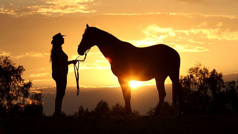 Výběr snímků z fotosoutěže Rok s koňmi léto 2019