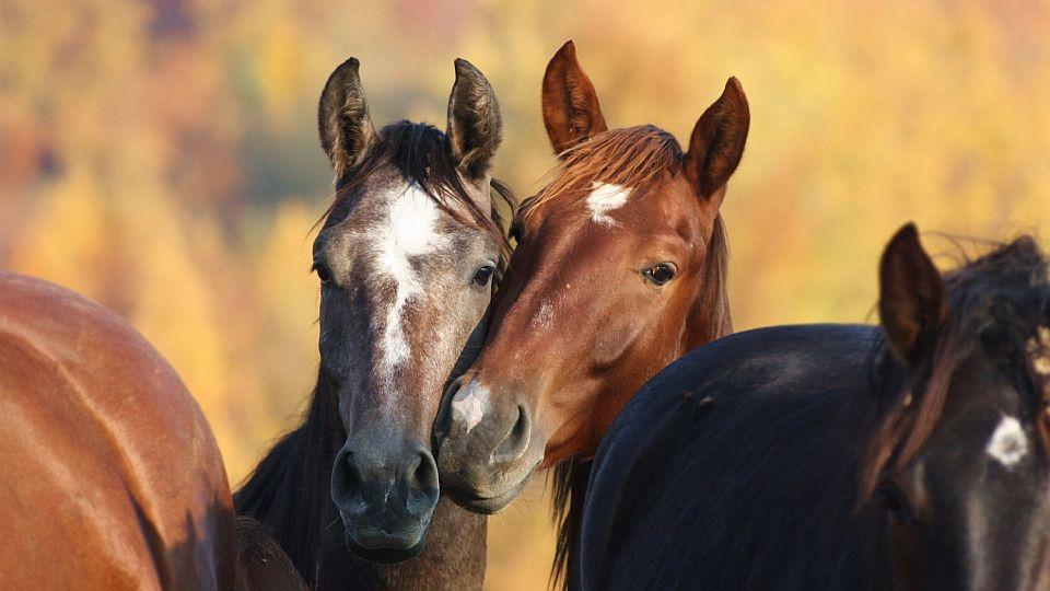 Výběr snímků z fotosoutěže Rok s koňmi podzim 2019