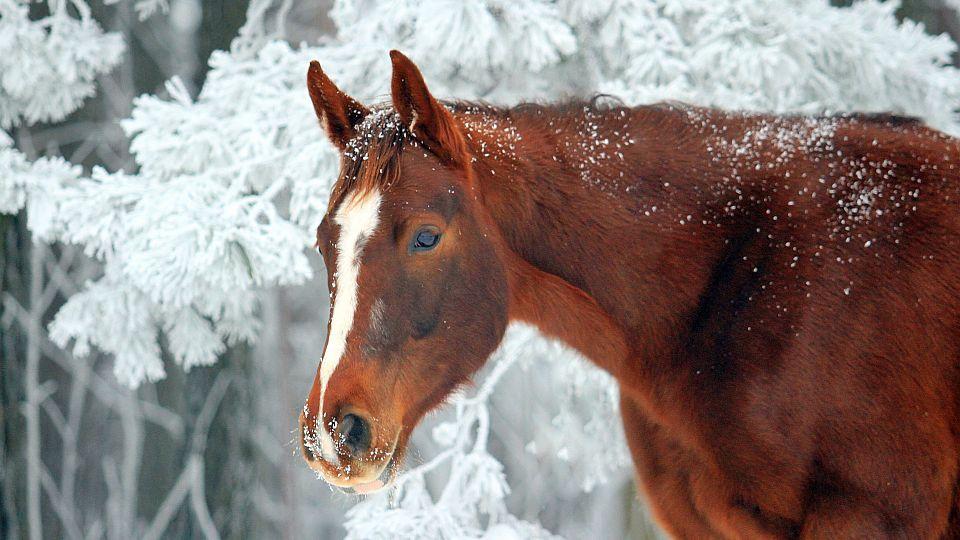 Výběr snímků z fotosoutěže Rok s koňmi zima 2019