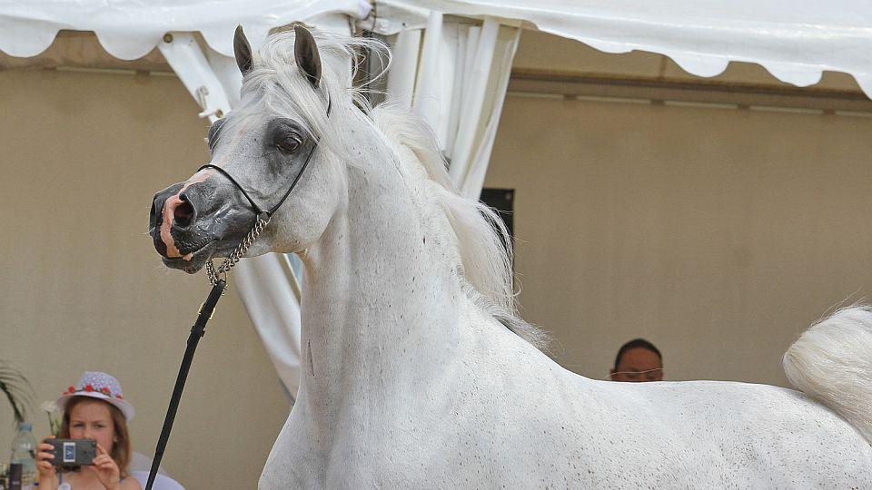 Prague Intercup: Krása a ušlechtilost arabských koní oslní Letnou
