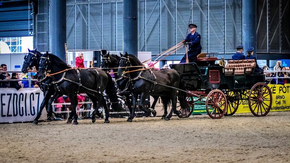 V Brně probíhá Národní výstava hospodářských zvířat. Dorazilo 150 koní