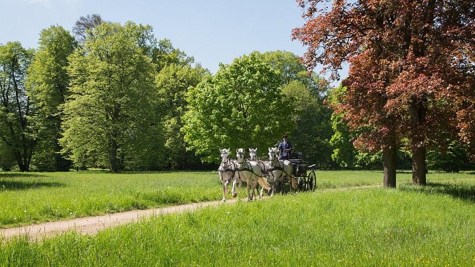 Kladruby a UNESCO: Šance jsou velké. Návrh na zápis je třeba upřesnit