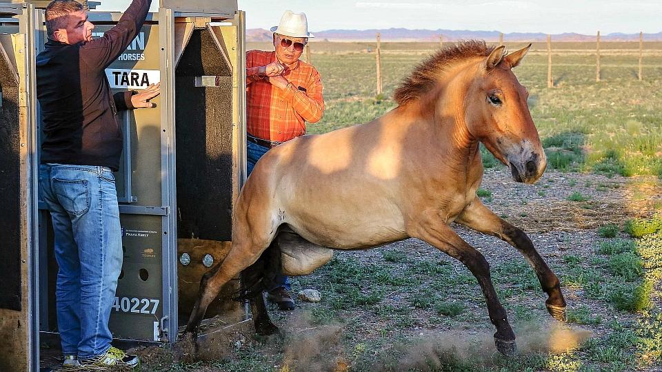 Do Mongolska se podařilo vypravit už devátý transport divokých koní