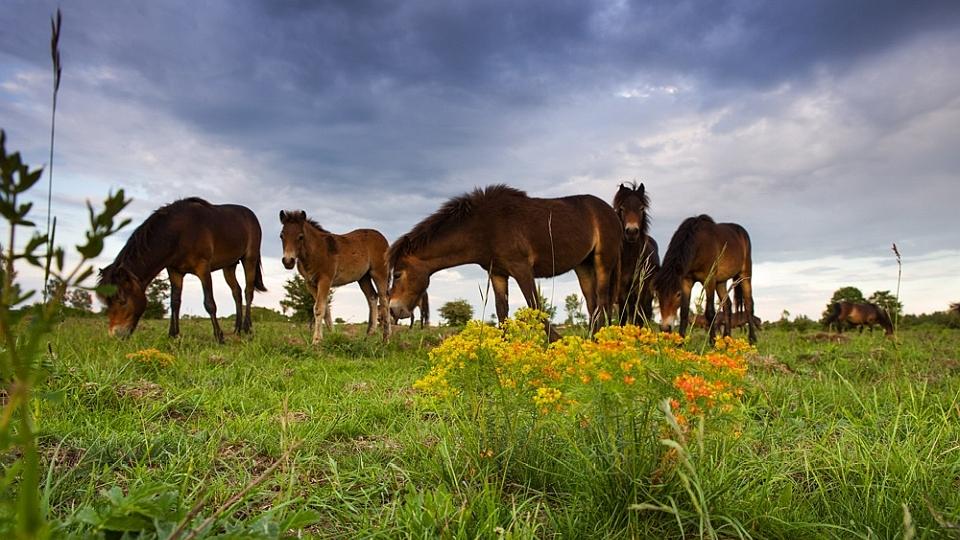 Divokých koní v Česku je již přes sto, vědci sečetli letošní přírůstky
