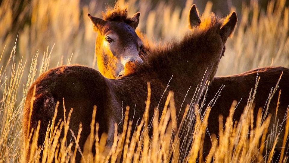 Zhruba třetině "divokých" koní z Milovic hrozí evakuace, či utracení