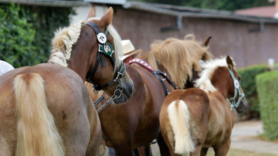 Ve jménu krále: 21. ročník výstavy Koně v akci v Pardubicích se blíží