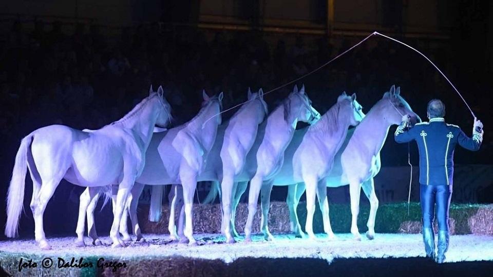 Galerie: Koně v záři reflektorů aneb Večerní koňská galashow v Lysé