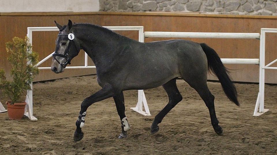 Pátý Šampionát mladých koní ve skoku ve volnosti ŽIVĚ na EquiTV