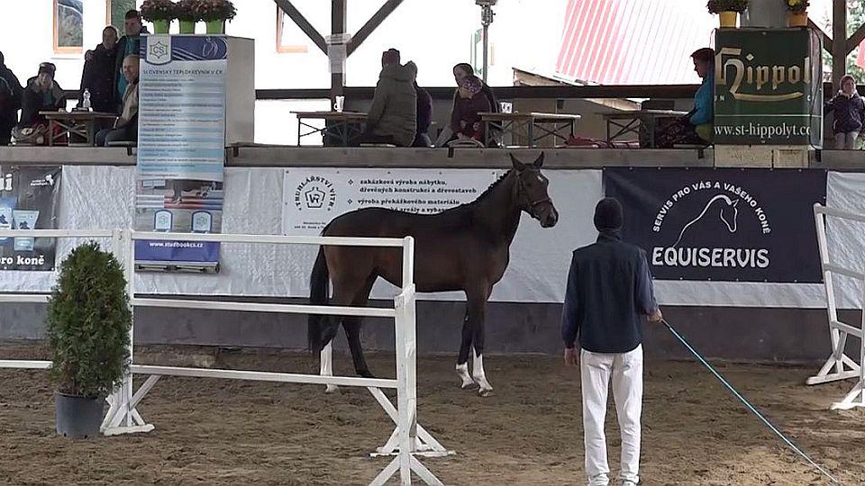 Devadesátka EquiTV: Mladí koně se předvedli ve skoku ve volnosti