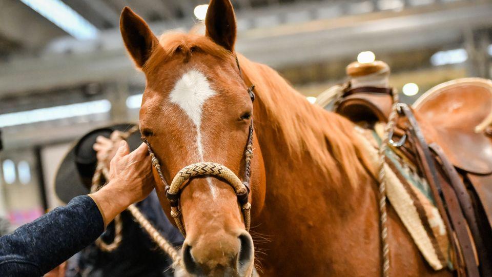 Fieracavalli: Obří koňský veletrh ve Veroně zažívá svůj 121. ročník